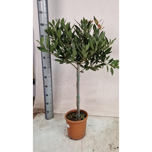 LAU NOBILIS