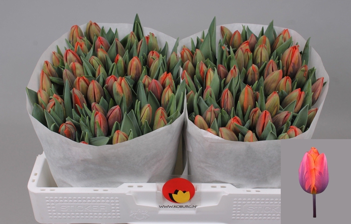 <h4>TU EN HERMITAGE</h4>