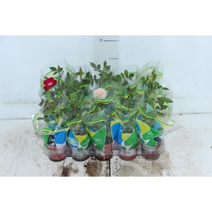 ROSEIRA MINI P06