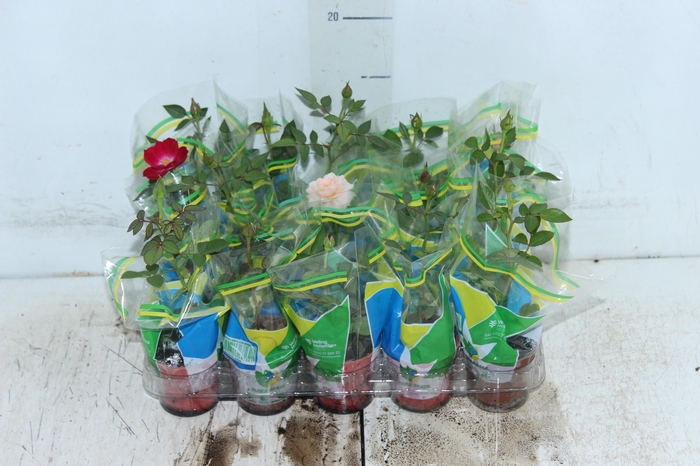 <h4>ROSEIRA MINI P06</h4>