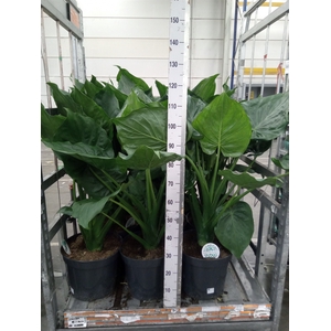 Alocasia cucullata