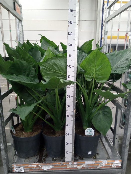 <h4>Alocasia cucullata</h4>