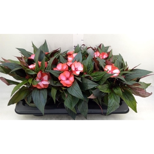 Impatiens NG 'Tamarinda Red Bicol'