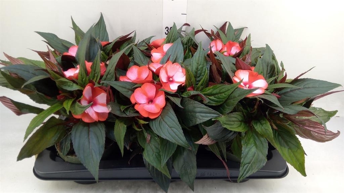 <h4>Impatiens NG 'Tamarinda Red Bicol'</h4>