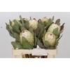 Protea Barbigera Ice Queen Air