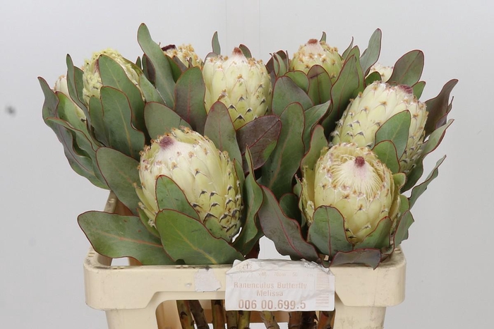 Protea Barbigera Ice Queen Air