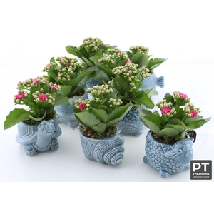 ARR KALANCHOE