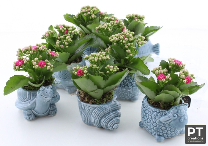 <h4>ARR KALANCHOE</h4>