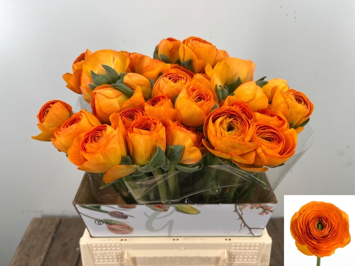 <h4>RAN SU LAMBADA</h4>