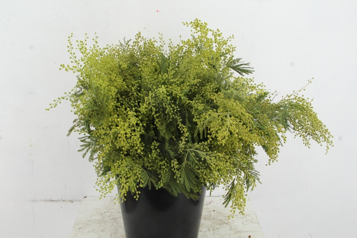 <h4>ACACIA MIMOSA CLAIR DE LUNE 200GR</h4>