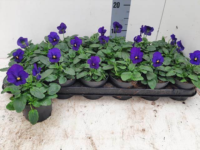 <h4>VIO CO TW DP BLUE</h4>