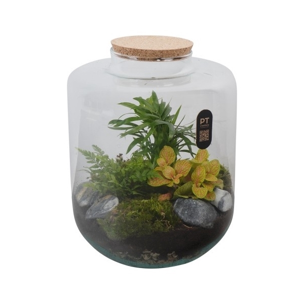 <h4>PTTER8126 Arrangement terrarium in glazen terrarium</h4>