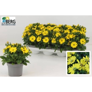 OSTEO FP YELLOW