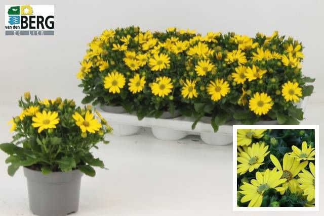 <h4>OSTEO FP YELLOW</h4>