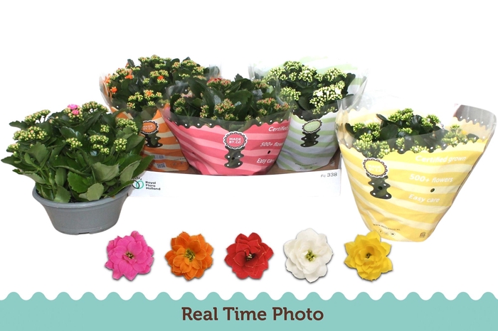 <h4>KAL GE GEM 5 KL</h4>