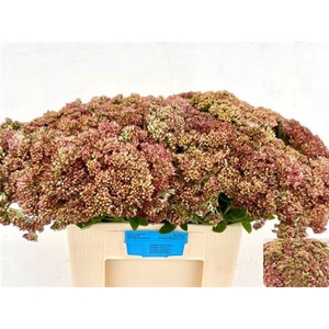 Sedum Spectabile