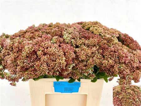 <h4>Sedum Spectabile</h4>