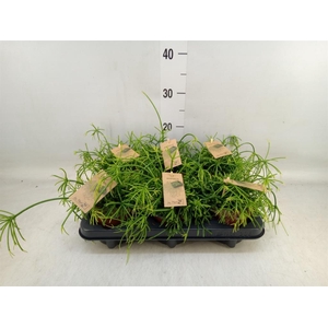 Rhipsalis baccifera 'Oasis'