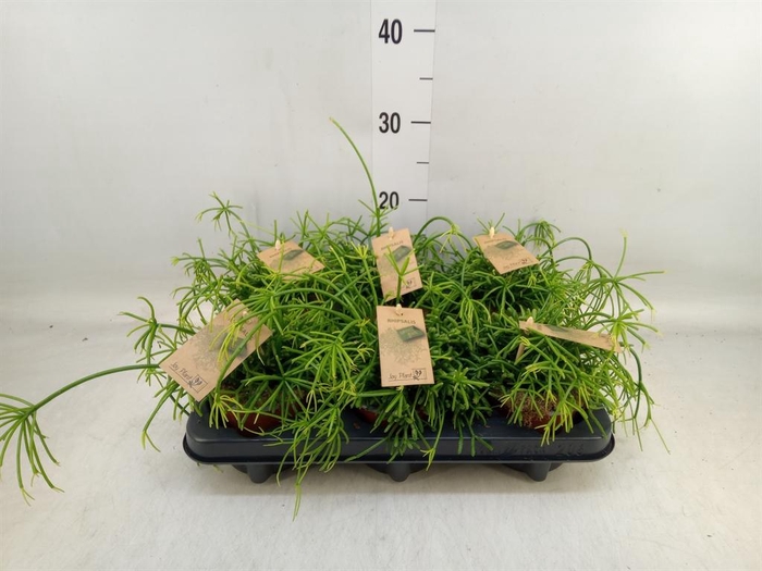 <h4>Rhipsalis baccifera 'Oasis'</h4>