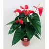 Anthurium andr. 'Red Bull'