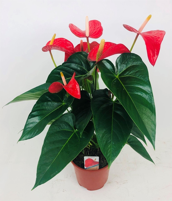 Anthurium andr. 'Red Bull'