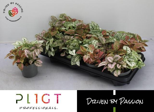 <h4>HYPOEST GEM</h4>