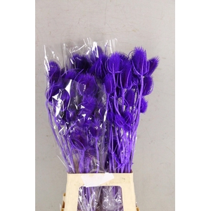 DF Dipsacus Milka Bs 130g