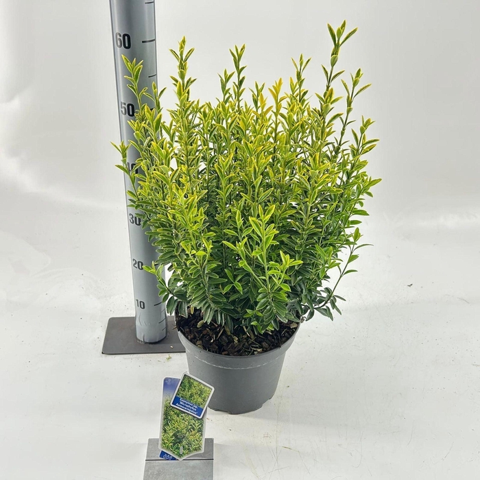 <h4>Euonymus japonicus Microphyllus Au</h4>