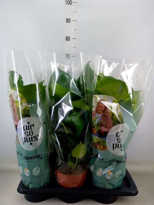 <h4>Monstera delic.</h4>