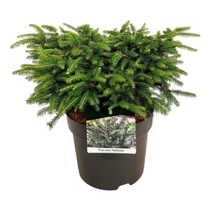 Picea abies 'Nidiformis'