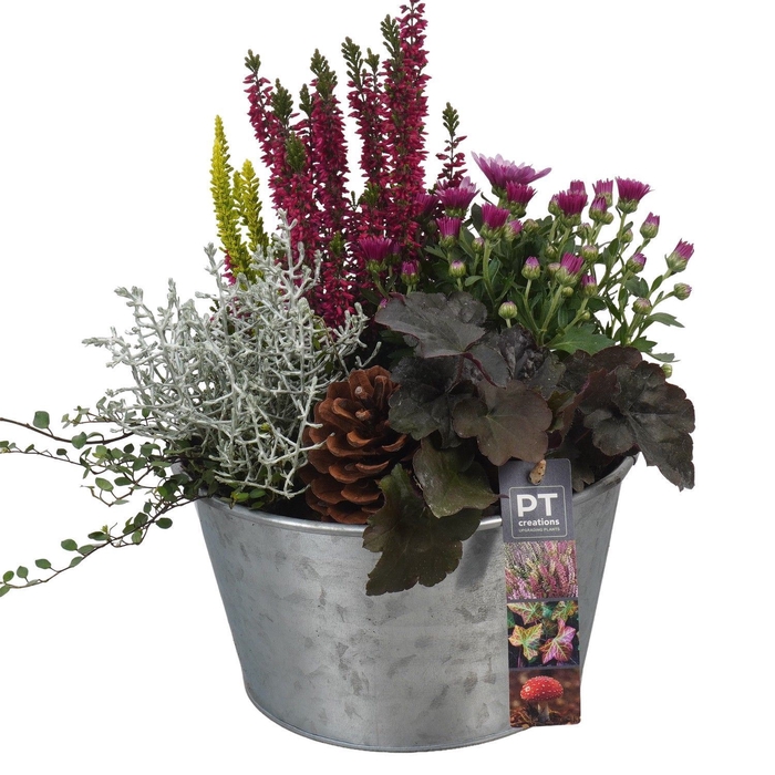 <h4>Arr.   Tuinplanten L%</h4>