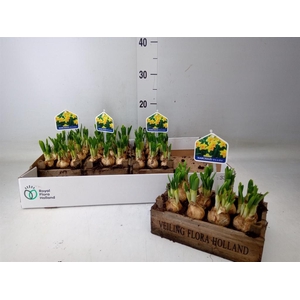 Arr.  Narcissus Tete Tete L%