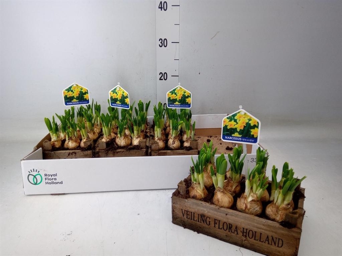 <h4>Arr.  Narcissus Tete Tete L%</h4>