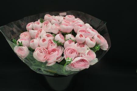 Cloni Super Hanoi Pink Xxl