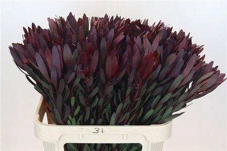 <h4>Leucad Saf Sunset</h4>