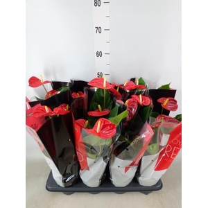 Anthurium andr. 'Madural'