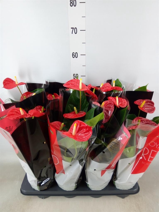 <h4>Anthurium andr. 'Madural'</h4>