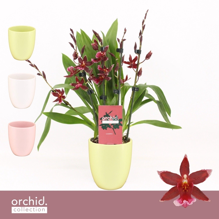 <h4>Barrocco Red, 5/6-spike Compact in Lotte 'Orchid Collection'</h4>