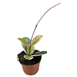 Hoya