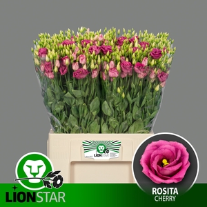 EUS G ROSITA CHERRY