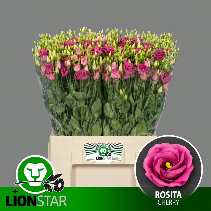<h4>EUS G ROSITA CHERRY</h4>