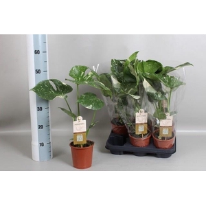 MONSTERA DEL THAI CO