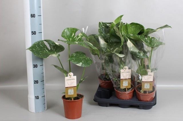 <h4>MONSTERA DEL THAI CO</h4>