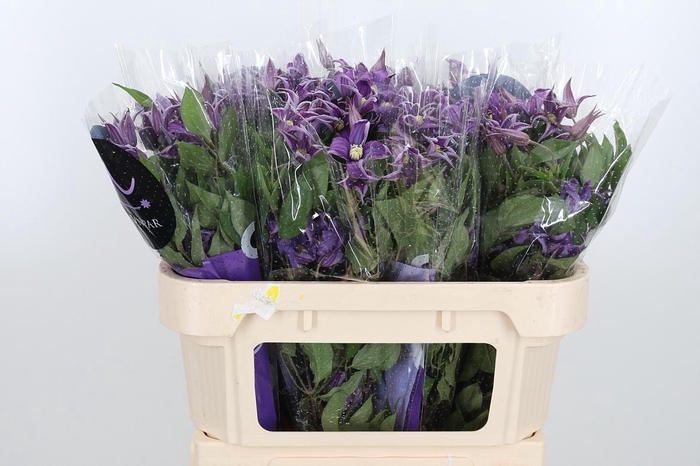 <h4>Clem Amazing Rome</h4>