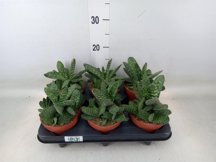 <h4>Gasteria  'Amour'</h4>