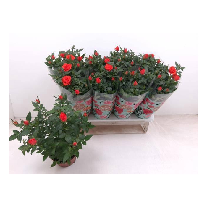 <h4>RO FAV RO ORANGE</h4>