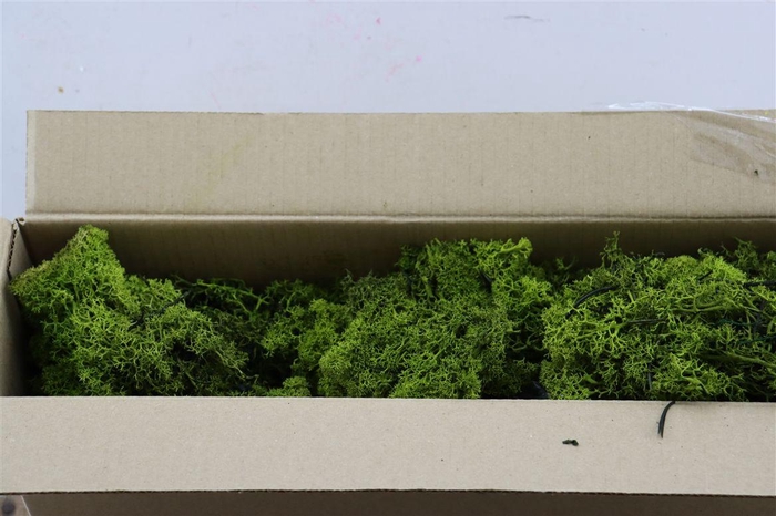 <h4>Mos Reindeer Moss Moss Green 450gr</h4>