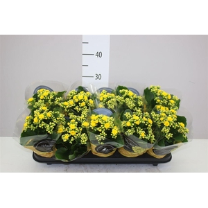 Kalanchoe Calandiva Geel