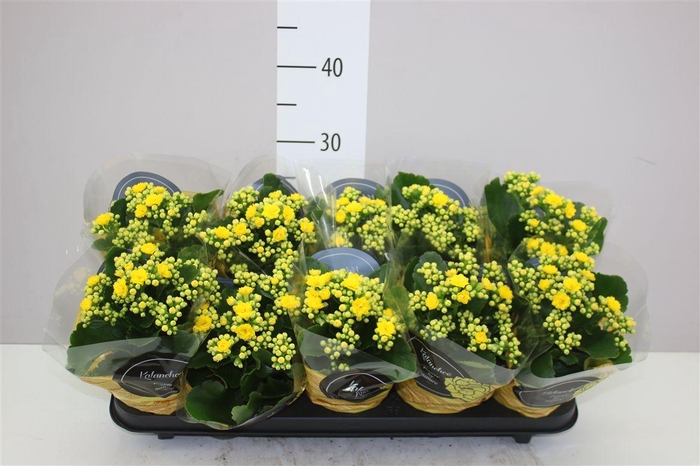 <h4>Kalanchoe Calandiva Geel</h4>