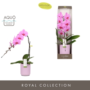 Phalaenopsis overig roze (enkele ta